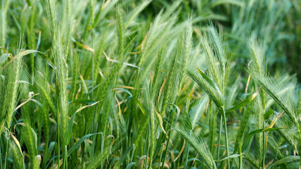a lot of green grass with spikelets grows on a summer day . side view