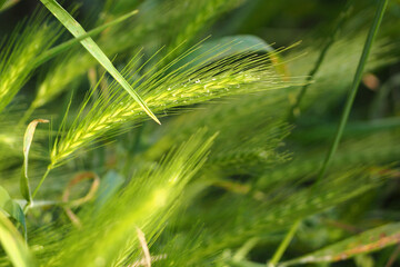 green spikelet on a green grass background . side view