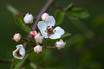 Obraz premium fleur de pommier