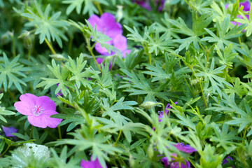 Obraz premium several flowers of bright pink garden geranium growing in the garden among the greenery on the side. garden near the house