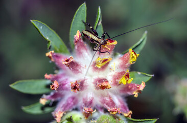 Macro of a Yersinella Raymondi