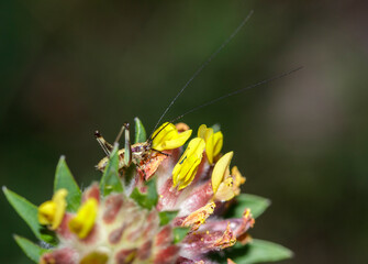 Macro of a Yersinella Raymondi