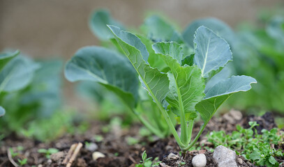 A young kohlrabi plant with green leaves grows in the garden