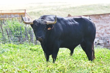 Spanish fighting bull in the field