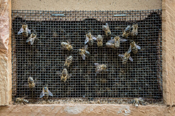 Close up view of bees in a relocating bee hive.
