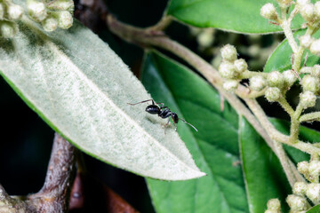 Macro of an ant
