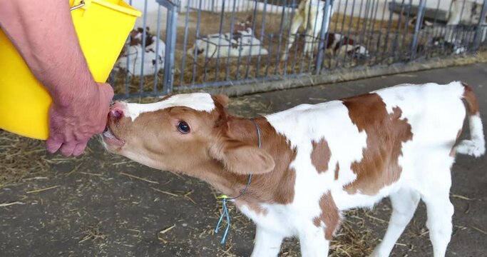 Farmer feeding baby animal simmental calf with milk from bucket with pacifier. Feeding newborn hungry and cute calf in the cowshed at dairy farm. Animal milk production concept