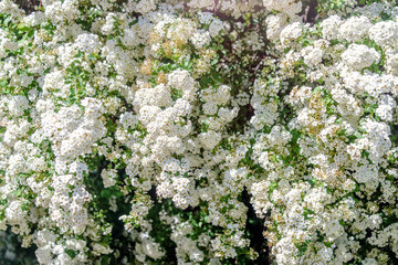 Spirea bushes bloom in the spring in May
