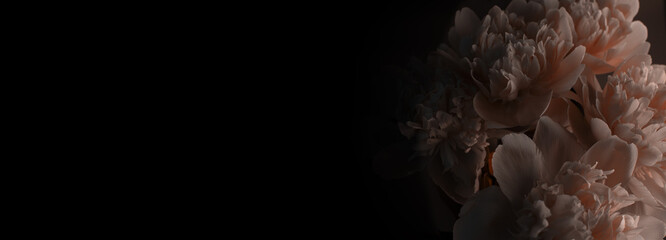 Peony against dark background. Floral banner with beautiful pink peonies against black with space for text. © Hanna Aibetova