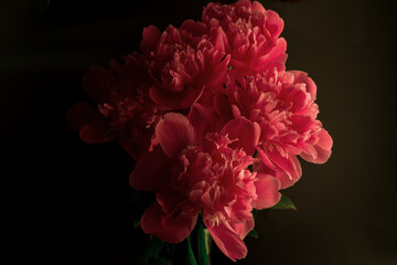 Peony against a dark background. Floral wallpaper with beautiful pink peonies against black.