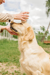 The girl puts a mug on the head of the golden retriever dog to train the execution of the command