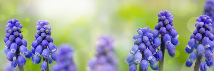 Muscari flowers ( bluebells) on green background. Panoramic meadow landscape with blossoming plants and sun glare.