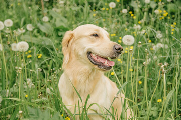 happy dog ​​of breed golden retriever sits in green grass and dandelions with his tongue hanging out