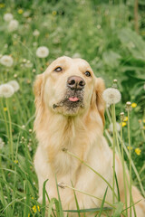 happy dog ​​of breed golden retriever sits in green grass and dandelions with his tongue hanging out