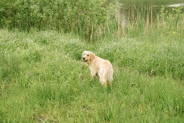 dog breed golden retriever stands nature in greenery.protruding tongue by the pond