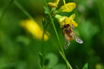 Close up of a small bee looking for nectar on a yellow wildflower in a meadow