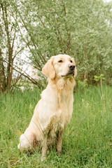a dirty dog ​​of breed golden retriever sits in nature in greenery