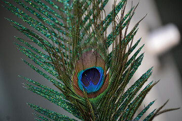 peacock feather with the typical eye-like pattern