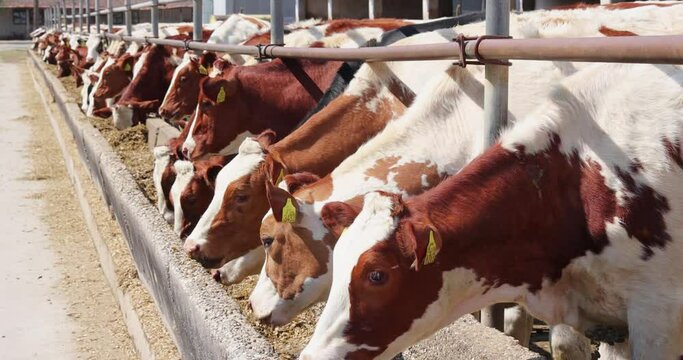 Dairy farm, simmental cattle, feeding cows on farm