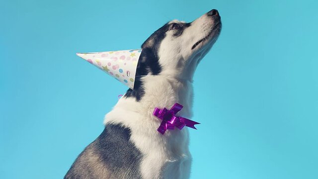 Young husky with birthday hat and bow in studio on blue backgrounds
