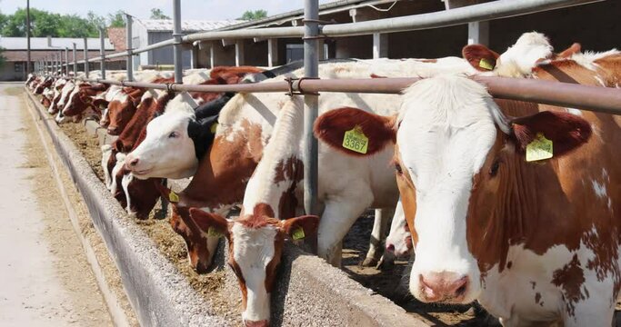 Dairy farm, simmental cattle, feeding cows on farm