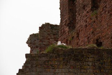 a gull sits in a nest on the wall of a red brick building destroyed by war and time