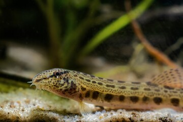 wild caught spined loach, weather forecasting fish, dwarf coldwater species in European temperate biotope aquarium, close-up head portrait on sand bottom