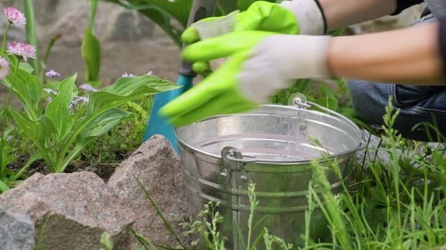 Woman caring for plants in garden, fertilizing hosta bushes with mineral complex fertilizers