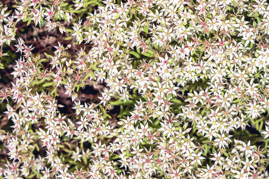 sedum album,white stonecrop succulent flowering plant,full frame image,in June in the Italian Lazio region