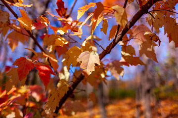 Sunny Autumn Foliage