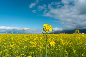 Beautiful rape flowers by Qinghai lake in summer in China.
