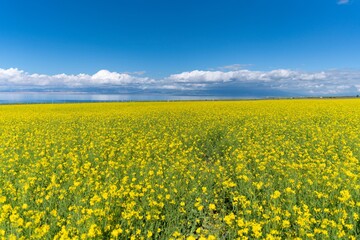 Obraz premium Beautiful rape flowers by Qinghai lake in summer in China.