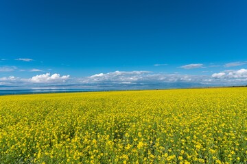 Obraz premium Beautiful rape flowers by Qinghai lake in summer in China.