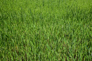 Fototapeta premium Wheat field of unripe green wheat ears all over the frame