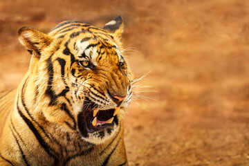 Siberian Tiger Roaring with copy space
