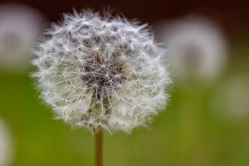 Dandelion growing in the meadow. A plant whose seeds are carried by the wind.