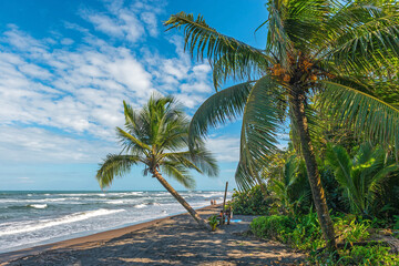 People laying on the beach along the Caribbean Sea with palm trees in Tortuguero, Costa Rica.