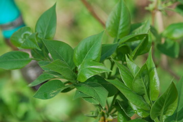 Lilac leaves on a spring evening. Fresh green leaves of a lilac lilac bush. Large textured green leaves fill the entire plane of the image.