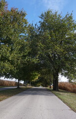 Tree Lined Road Between Fields of Dry Corn