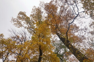 Tree Tops in Autumn