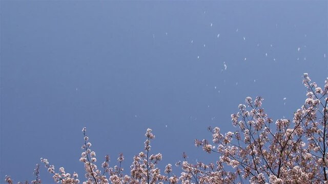 桜吹雪　空に向かって散る