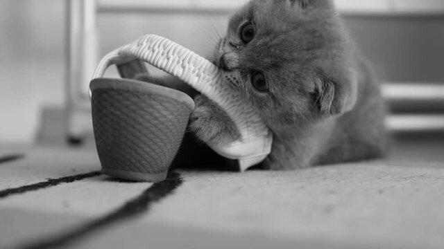 cat sitting near women's shoe pet kitten. Fun. Kitten. Woman shoes. 
