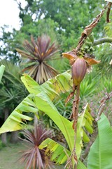 Banana tree in a garden