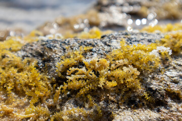 Yellow seaweed (like sea grapes) close-up on rocks in clear water. Wild Mediterranean sea shore with sun beam. Greece coast near Athens. Natural macro botany plants sea life