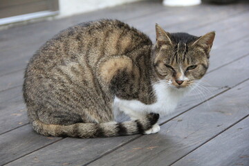 体を丸めている猫