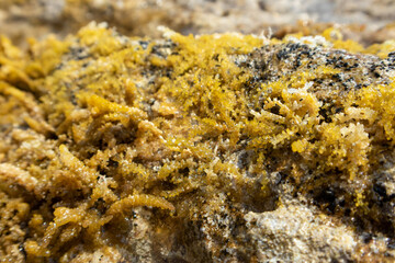 Naklejka na ściany i meble Yellow seaweed (like sea grapes) close-up on rocks in clear water. Wild Mediterranean sea shore with sun beam. Greece coast near Athens. Natural macro botany plants sea life