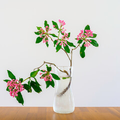 Mountain Laurel flowers and branches in Glass on wooden table against a white background, Ikebana Style Arrangement