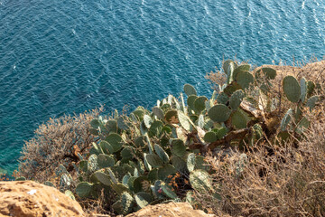 Close-up of prickly pear cactus growing in Greece on sea shore. Sharp needles on green big leaves in sun. South Europe wild flora