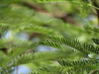 close up of mesquite needles