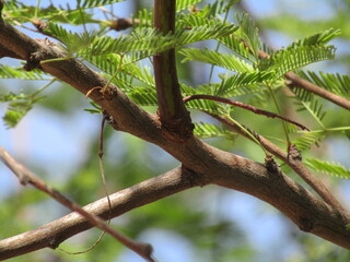 mesquite needles